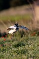  outarde canepetière, tetrax tetrax, oiseau, plaine, vertébré, France 