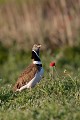  outarde canepetière, tetrax tetrax, oiseau, plaine, vertébré, France 