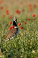  outarde canepetière, tetrax tetrax, oiseau, plaine, vertébré, France 