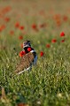  outarde canepetière, tetrax tetrax, oiseau, plaine, vertébré, France 