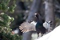  grand tétras, tetrao urogallus, montagne, vertébré, France, oiseau, Pyrénées 