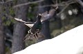  grand tétras, tetrao urogallus, montagne, vertébré, France, oiseau, Pyrénées 