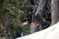  grand tétras, tetrao urogallus, montagne, vertébré, France, oiseau, Pyrénées 