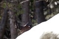  grand tétras, tetrao urogallus, montagne, vertébré, France, oiseau, Pyrénées 