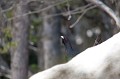  grand tétras, tetrao urogallus, montagne, vertébré, France, oiseau, Pyrénées 