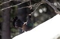  grand tétras, tetrao urogallus, montagne, vertébré, France, oiseau, Pyrénées 
