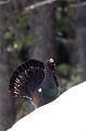  grand tétras, tetrao urogallus, montagne, vertébré, France, oiseau, Pyrénées 