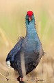  étang, oiseau, porphyrio porphyrio, porphyrion bleu, rallidés, Talève sultane, vertébrés 