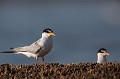  sterne naine, sterna albifrons, oiseau, laridae, Camargue, Sud France 