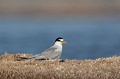  sterne naine, sterna albifrons, oiseau, laridae, Camargue, Sud France 