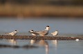  sterne naine, sterna albifrons, oiseau, laridae, Camargue, Sud France 