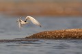  sterne naine, sterna albifrons, oiseau, laridae, Camargue, Sud France 