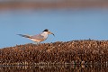  sterne naine, sterna albifrons, oiseau, laridae, Camargue, Sud France 