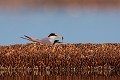  sterne naine, sterna albifrons, oiseau, laridae, Camargue, Sud France 