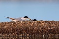  sterne naine, sterna albifrons, oiseau, laridae, Camargue, Sud France 