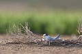  sterne naine, sterna albifrons, oiseau, laridae, Camargue, Sud France 