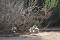  sterne naine, sterna albifrons, oiseau, laridae, Camargue, Sud France, poussins 