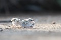  sterne naine, sterna albifrons, oiseau, laridae, Camargue, Sud France 