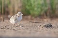  sterne naine, sterna albifrons, oiseau, laridae, Camargue, Sud France 