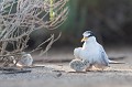  sterne naine, sterna albifrons, oiseau, laridae, Camargue, Sud France 