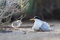  sterne naine, sterna albifrons, oiseau, laridae, Camargue, Sud France 