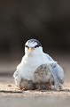 sterne naine, sterna albifrons, oiseau, laridae, Camargue, Sud France 