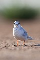  sterne naine, sterna albifrons, oiseau, laridae, Camargue, Sud France 
