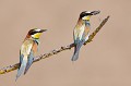  le guépier d'Europe, Merops apiaster, oiseau, vertébré, France 