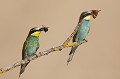  le guépier d'Europe, Merops apiaster, oiseau, vertébré, France 