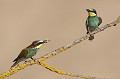  le guépier d'Europe, Merops apiaster, oiseau, vertébré, France 