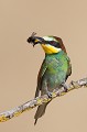 le guépier d'Europe, Merops apiaster, oiseau, vertébré, France 