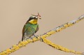  le guépier d'Europe, Merops apiaster, oiseau, vertébré, France 