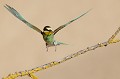  le guépier d'Europe, Merops apiaster, oiseau, vertébré, France 