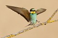  le guépier d'Europe, Merops apiaster, oiseau, vertébré, France 