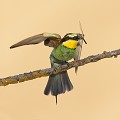  le guépier d'Europe, Merops apiaster, oiseau, vertébré, France 