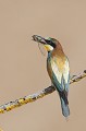 le guépier d'Europe, Merops apiaster, oiseau, vertébré, France 