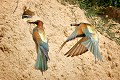  le guépier d'Europe, Merops apiaster, oiseau, vertébré, France 
