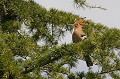  huppe fasciée, Upupa Epops, Upupidae, oiseau, France 