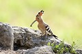  huppe fasciée, Upupa Epops, Upupidae, oiseau, France 