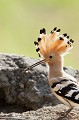  huppe fasciée, Upupa Epops, Upupidae, oiseau, France 
