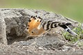  huppe fasciée, Upupa Epops, Upupidae, oiseau, France 