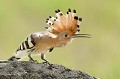  huppe fasciée, Upupa Epops, Upupidae, oiseau, France 