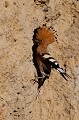  huppe fasciée, Upupa Epops, Upupidae, oiseau, France 