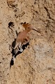  huppe fasciée, Upupa Epops, Upupidae, oiseau, France 
