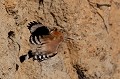  huppe fasciée, Upupa Epops, Upupidae, oiseau, France 