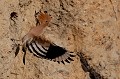  huppe fasciée, Upupa Epops, Upupidae, oiseau, France 