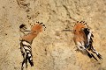  huppe fasciée, Upupa Epops, Upupidae, oiseau, France 