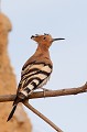  huppe fasciée, Upupa Epops, Upupidae, oiseau, France 