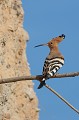  huppe fasciée, Upupa Epops, Upupidae, oiseau, France 
