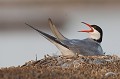  sterne pierregarin, sterna hirundo, laridae, oiseau, France 